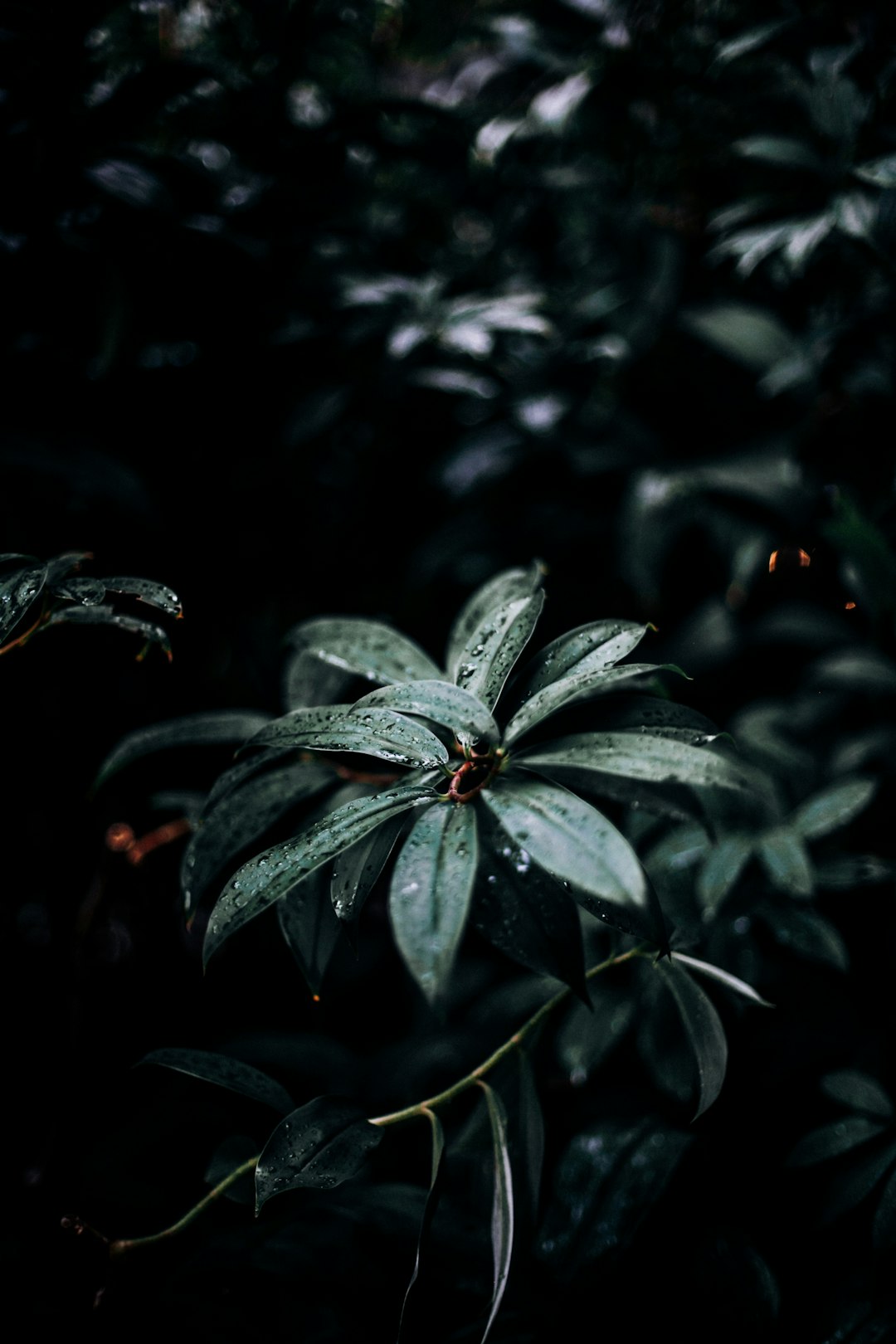 green-leafed plant