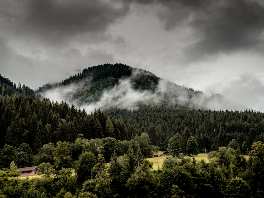 trees and mountain under heavy clouds