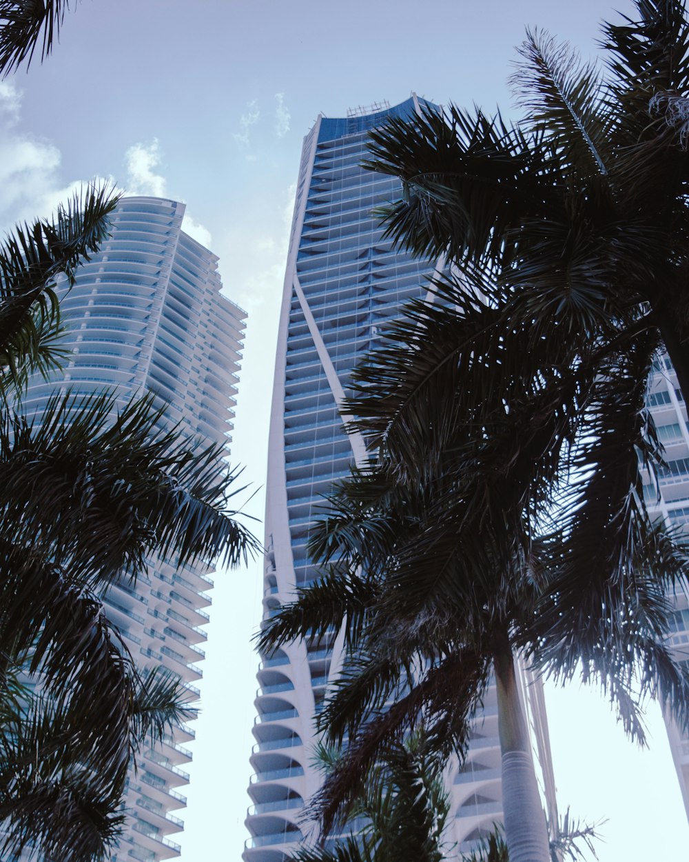 low-angle photography of white and blue high-rise buildings near coconut trees under white and blue sky