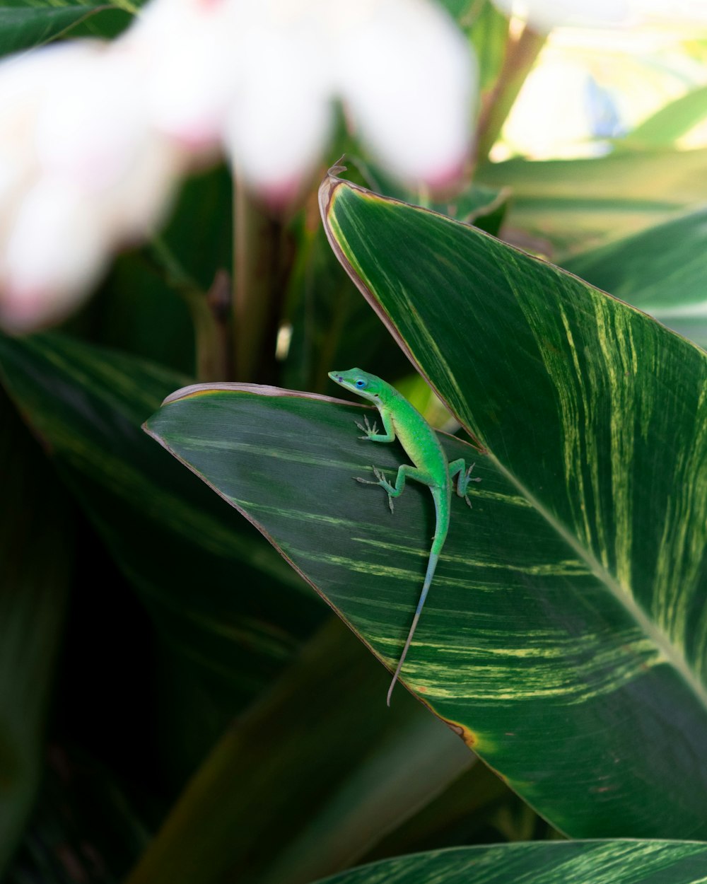 green lizard on green leaf
