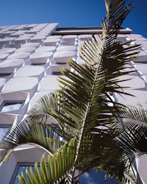 low-angle photography of green palm tree near building during daytime