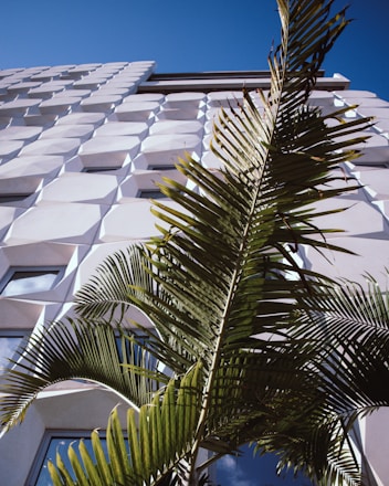 low-angle photography of green palm tree near building during daytime
