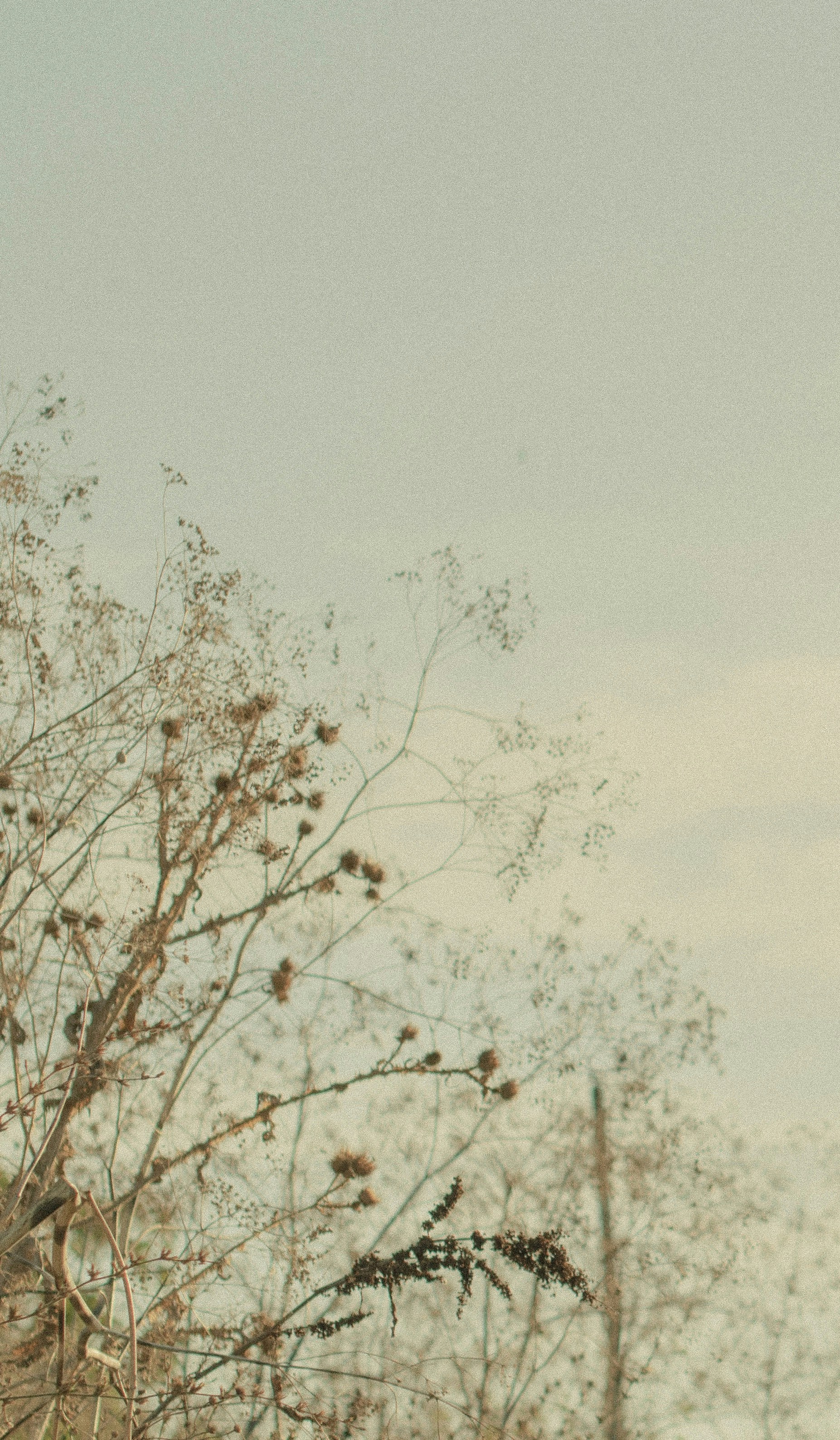 low-angle photography of trees