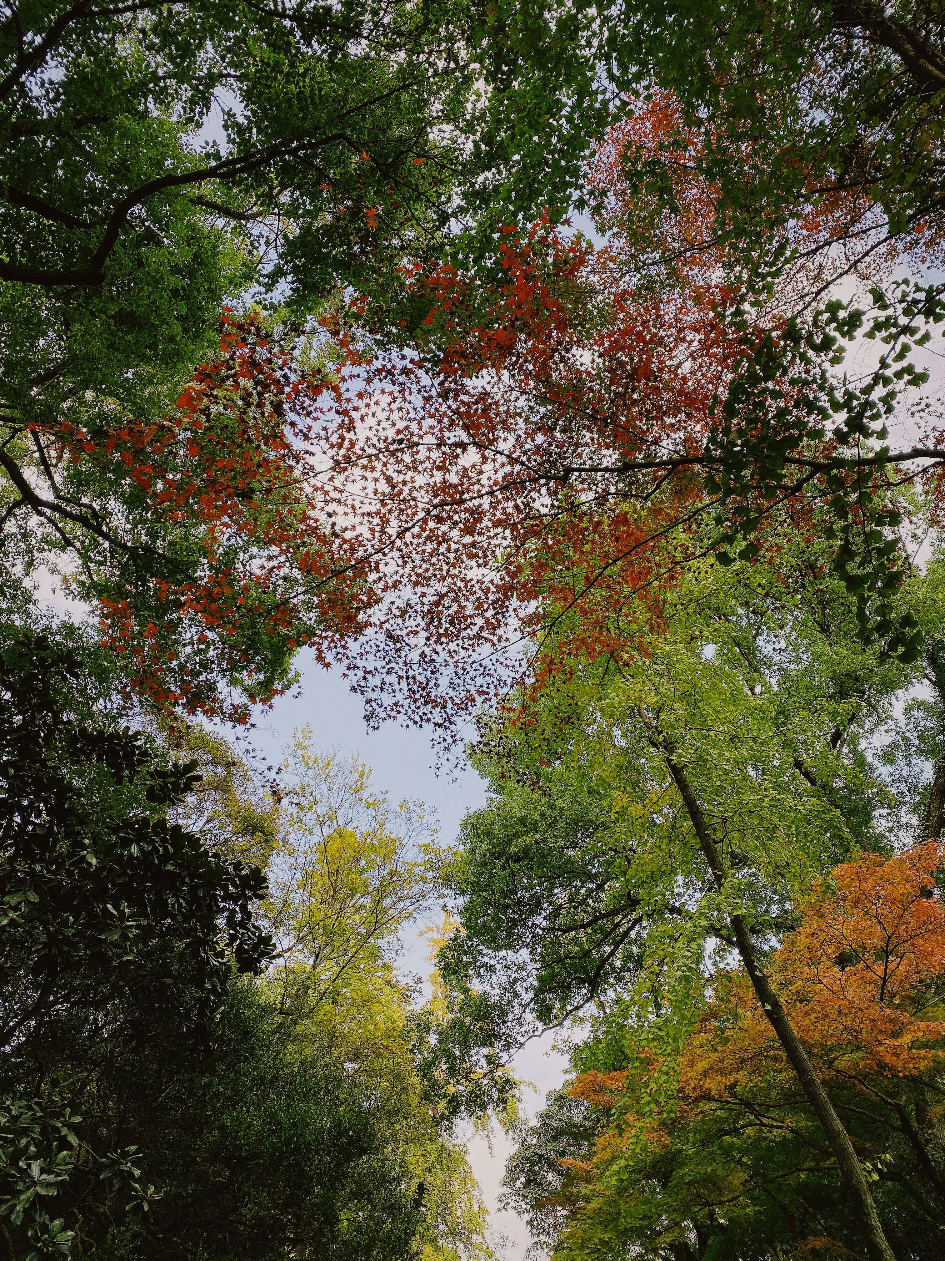 low-angle photography of green tall trees