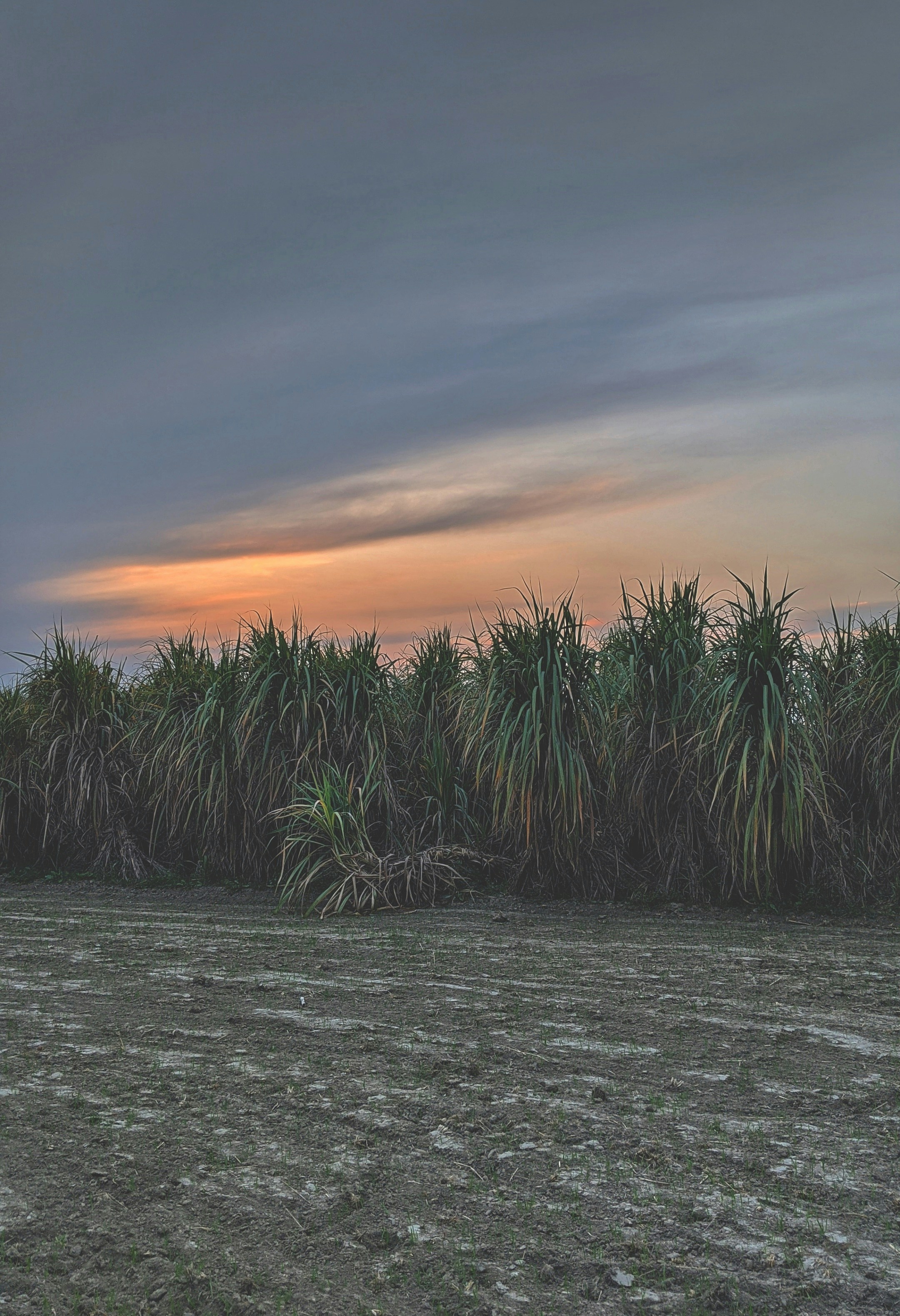 A sugarcane farm around sunset