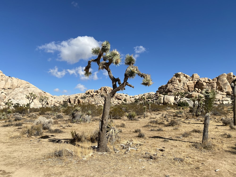 plants on desert under blue sky