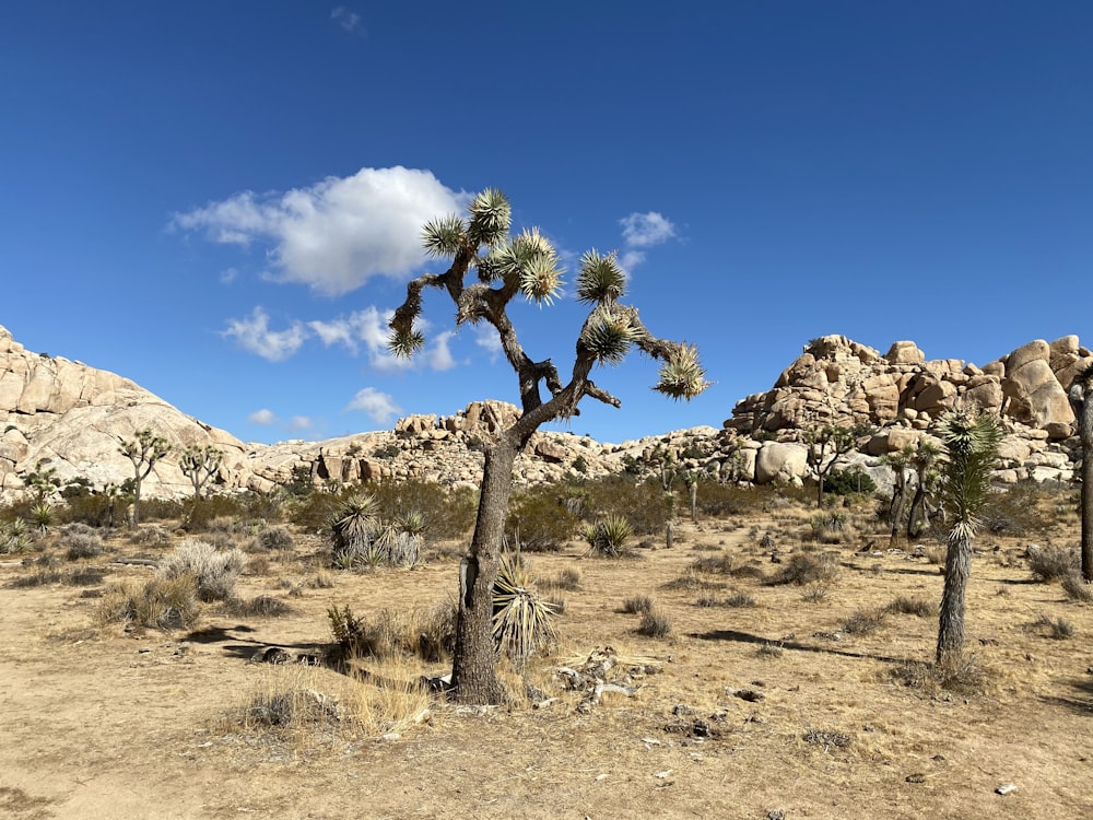 Plantes sur le désert sous le ciel bleu