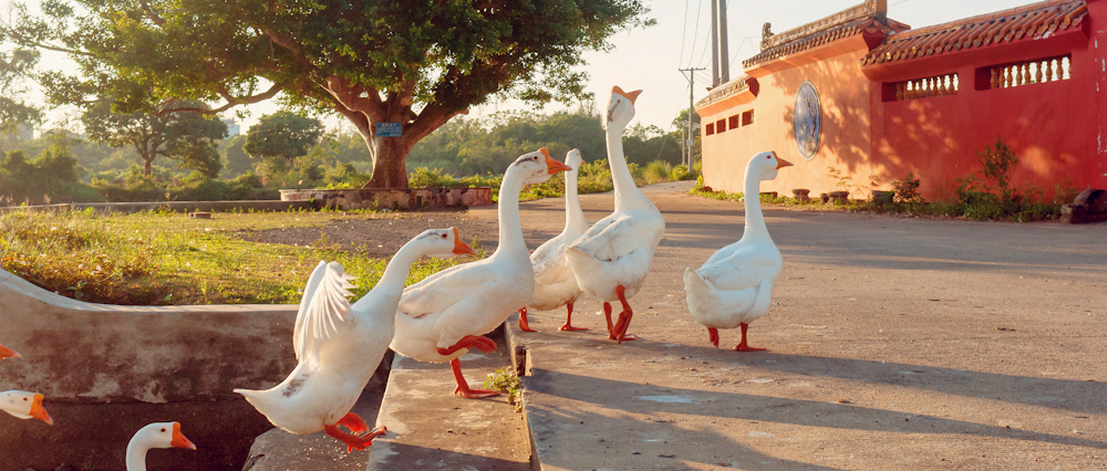 white ducks walking on concrete surface