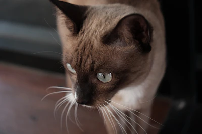 A sleek Siamese cat gazing intently with bright blue eyes.
