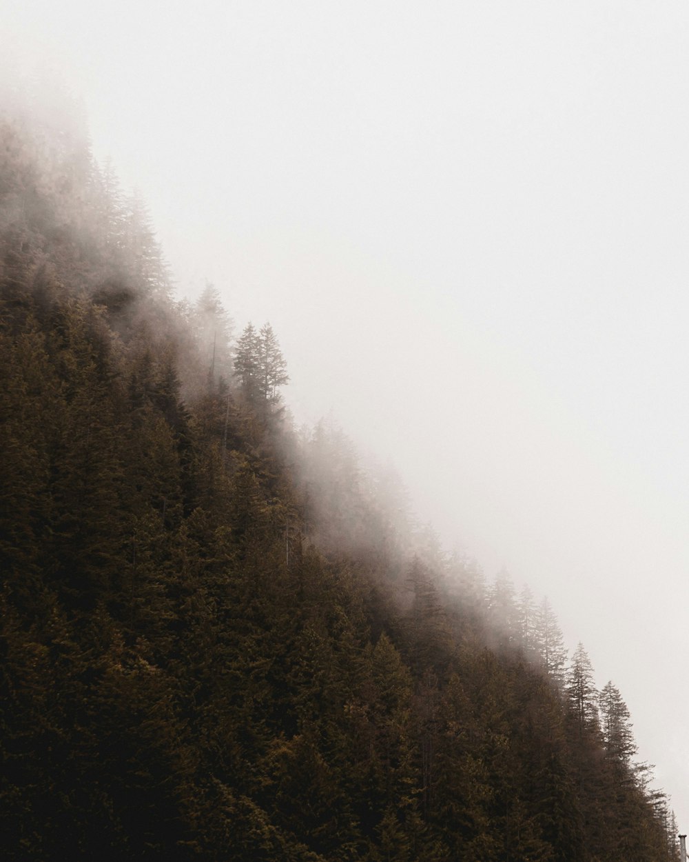 green trees in mountain