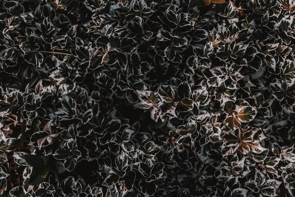 white-green leafed plants