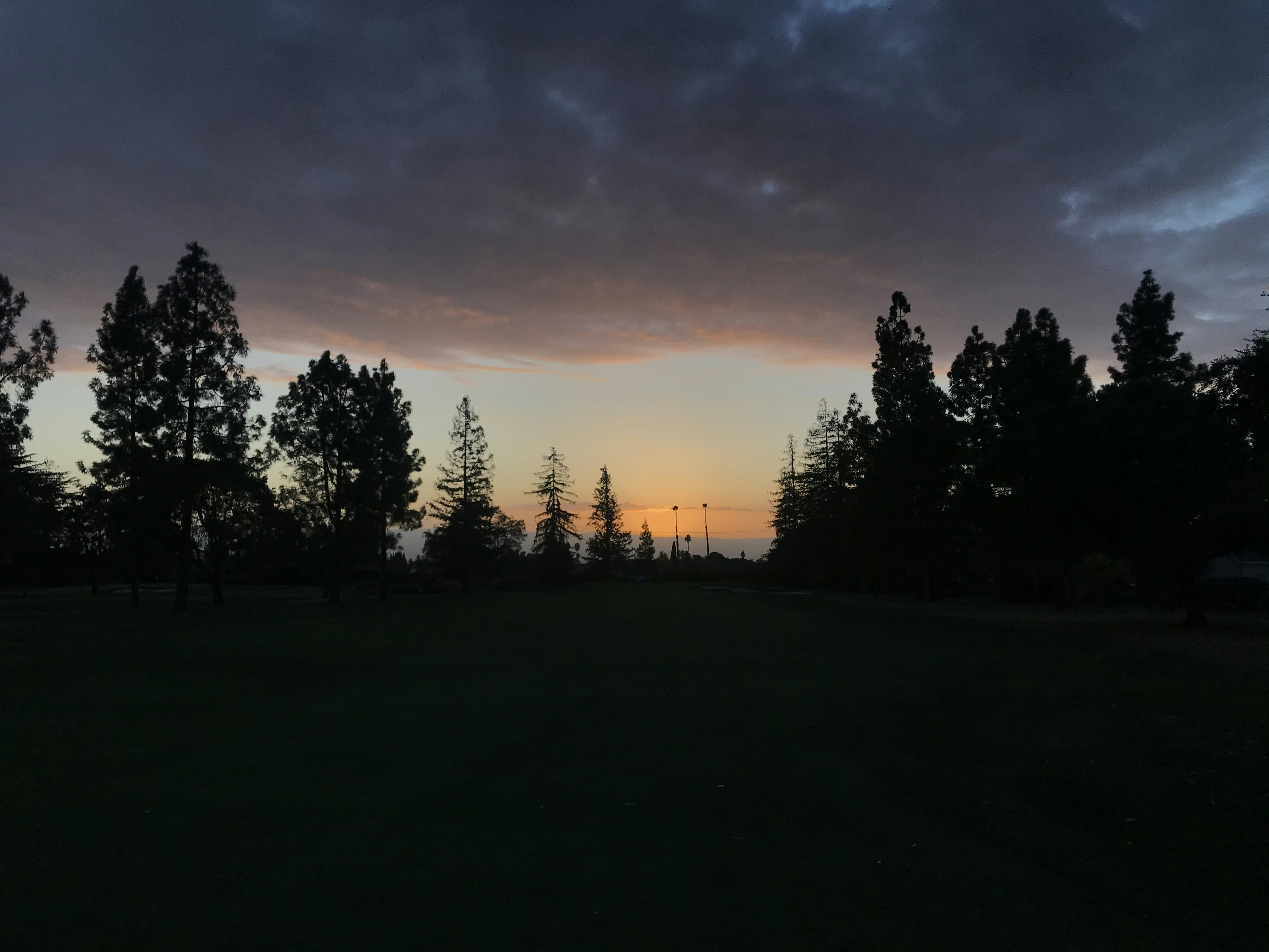 silhouette of tree under yellow and gray sky