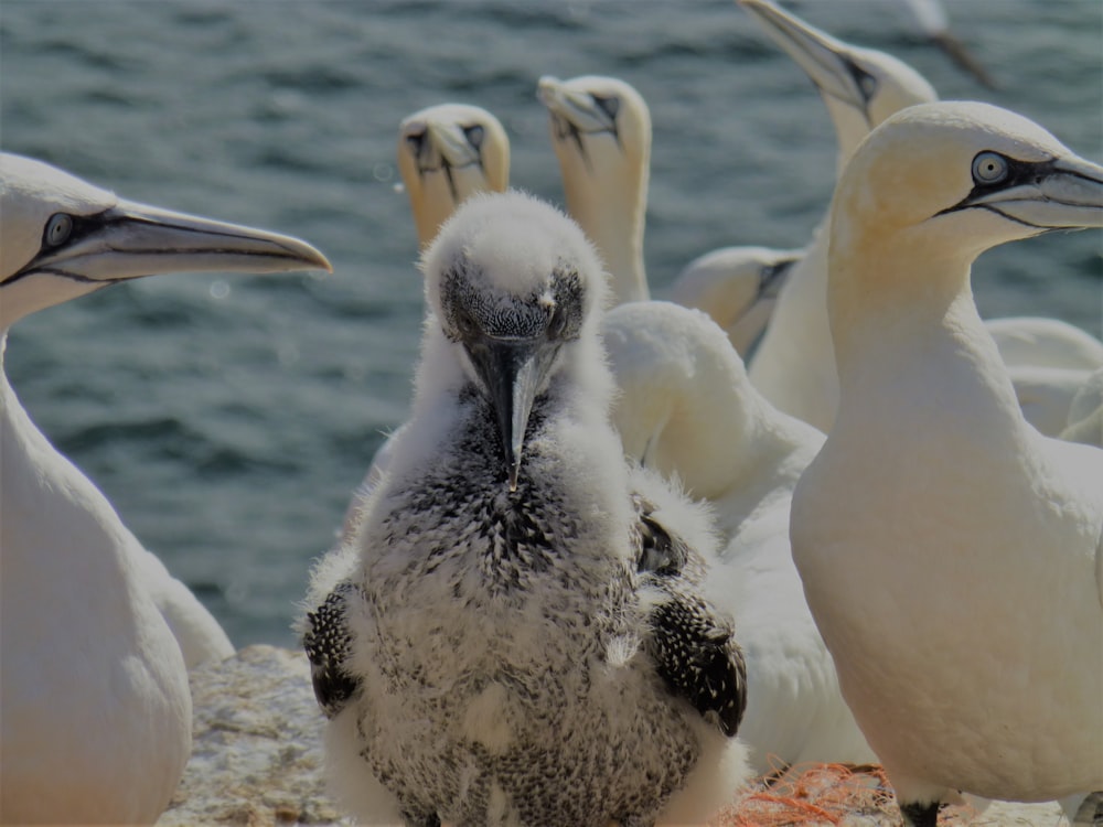 macro photography of Northern gannet near body of water