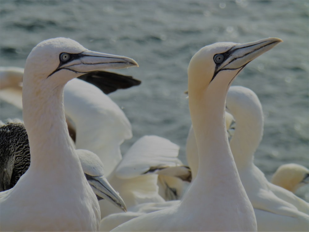 white-and-gray birds