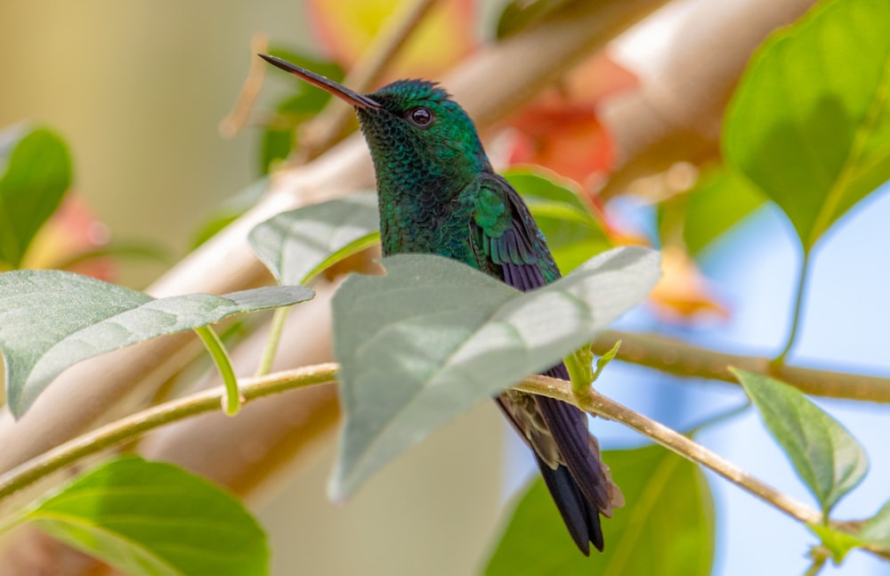 selective focus photography of green and blue bird on tree