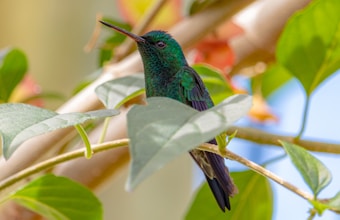 A vibrant green hummingbird perches gracefully on a branch surrounded by lush leaves, with its iridescent feathers catching the light. The background features soft hues of green and blurred colors, creating a serene, nature-filled setting.