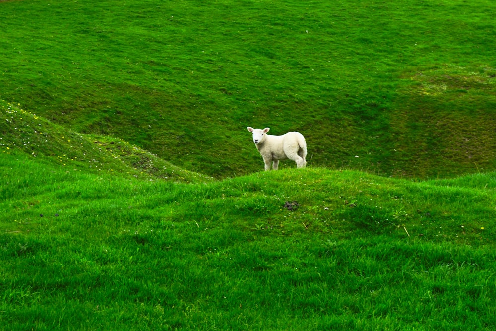 Mouton blanc sur la montagne verte