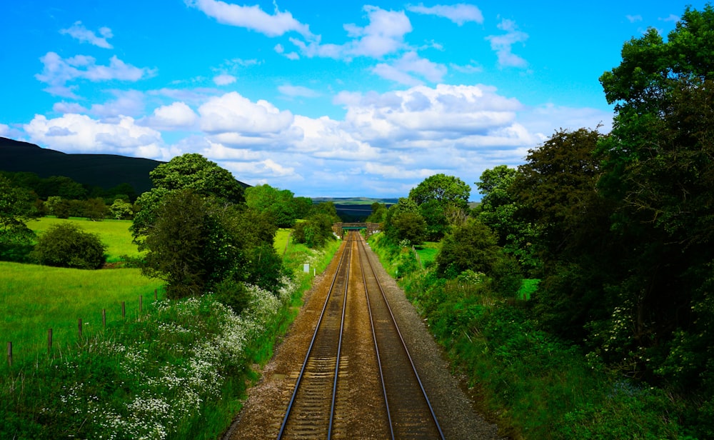 view photography of train rails between trees under blue sky