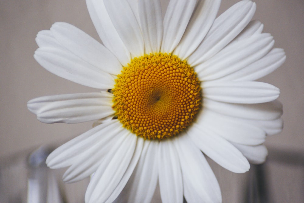 close up photography of white daisy flower