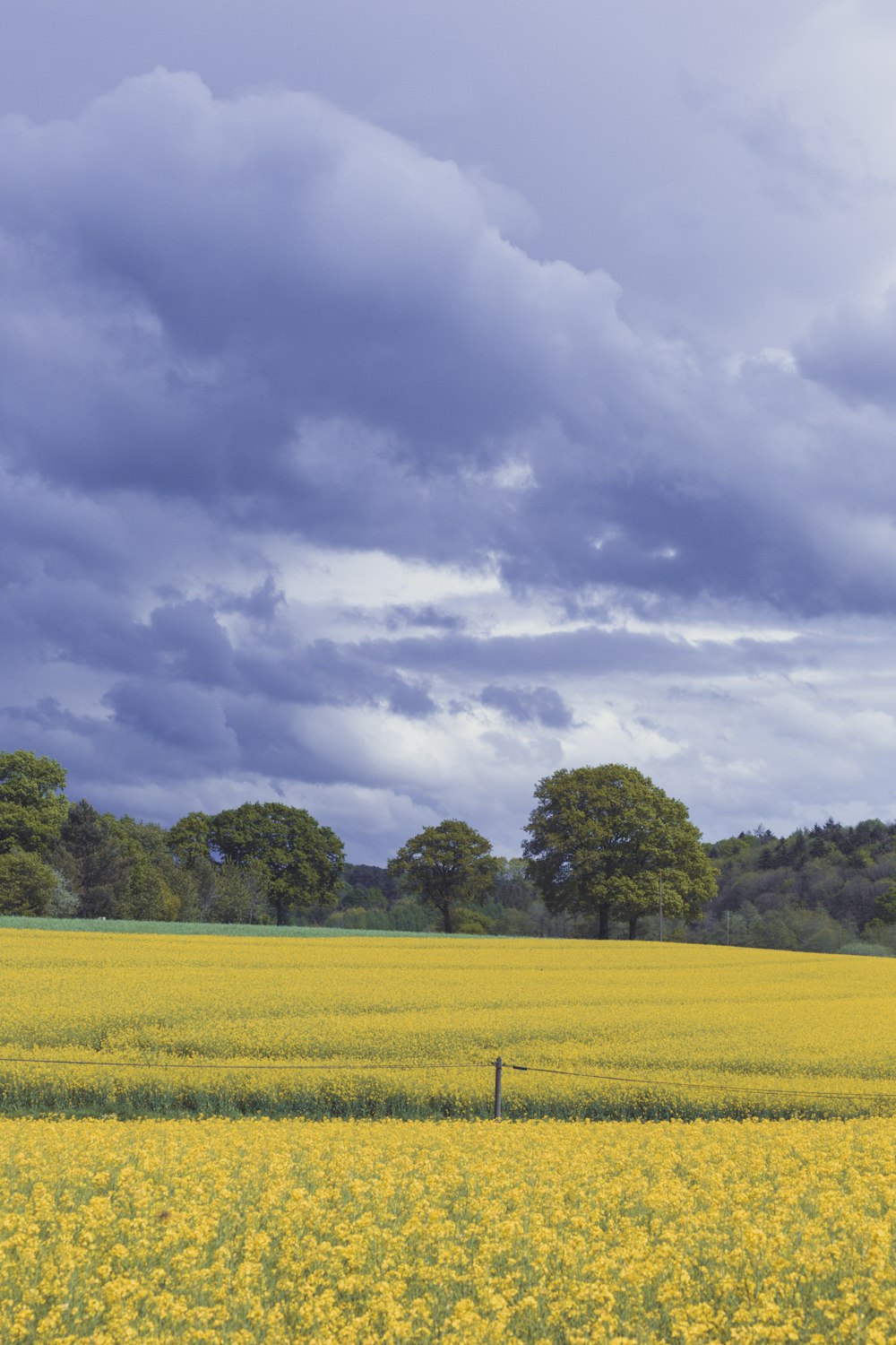 green plants under cloudy sky during daytime