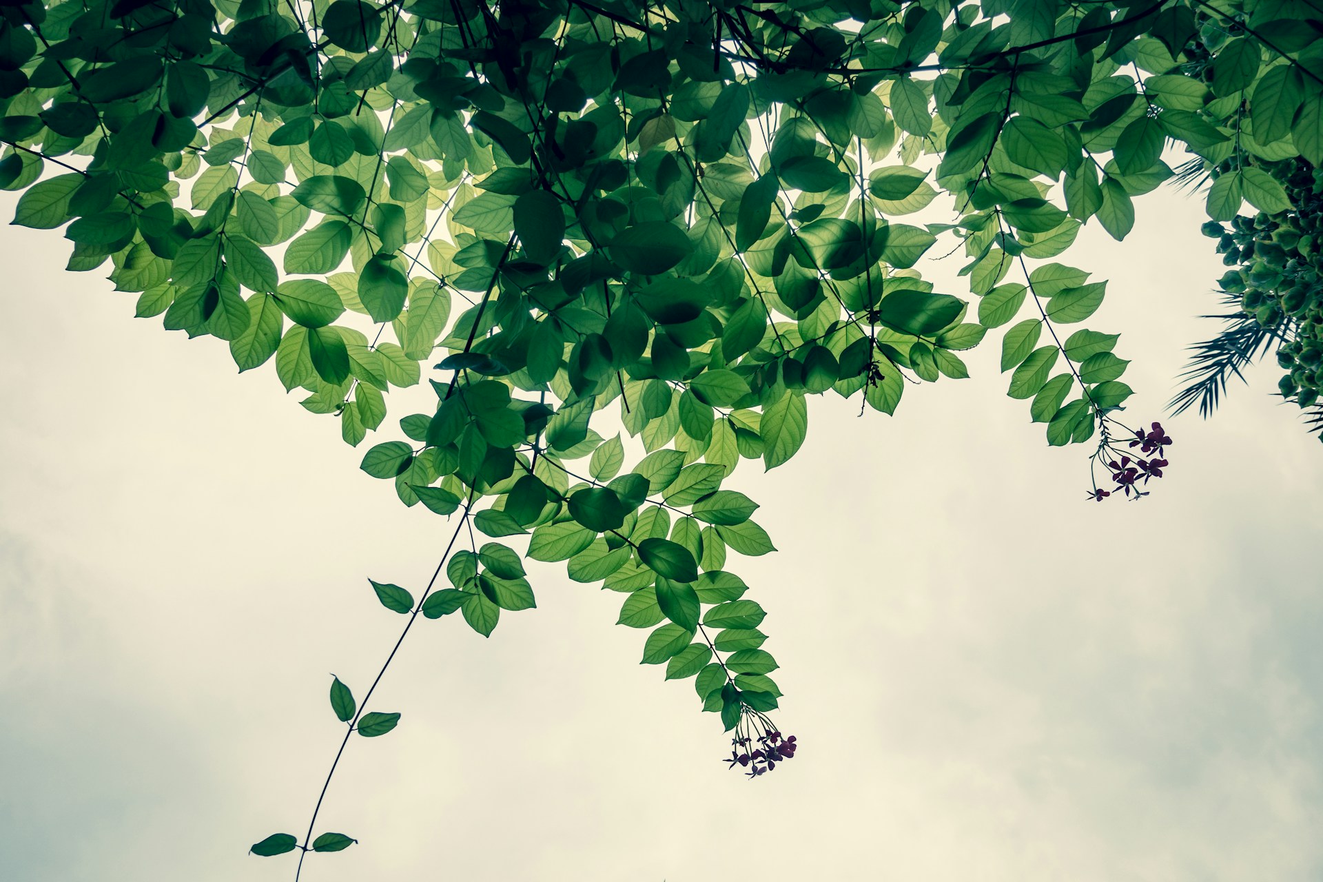 green tree