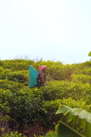 person walking on plant field