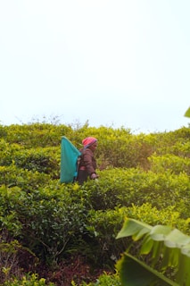 person walking on plant field