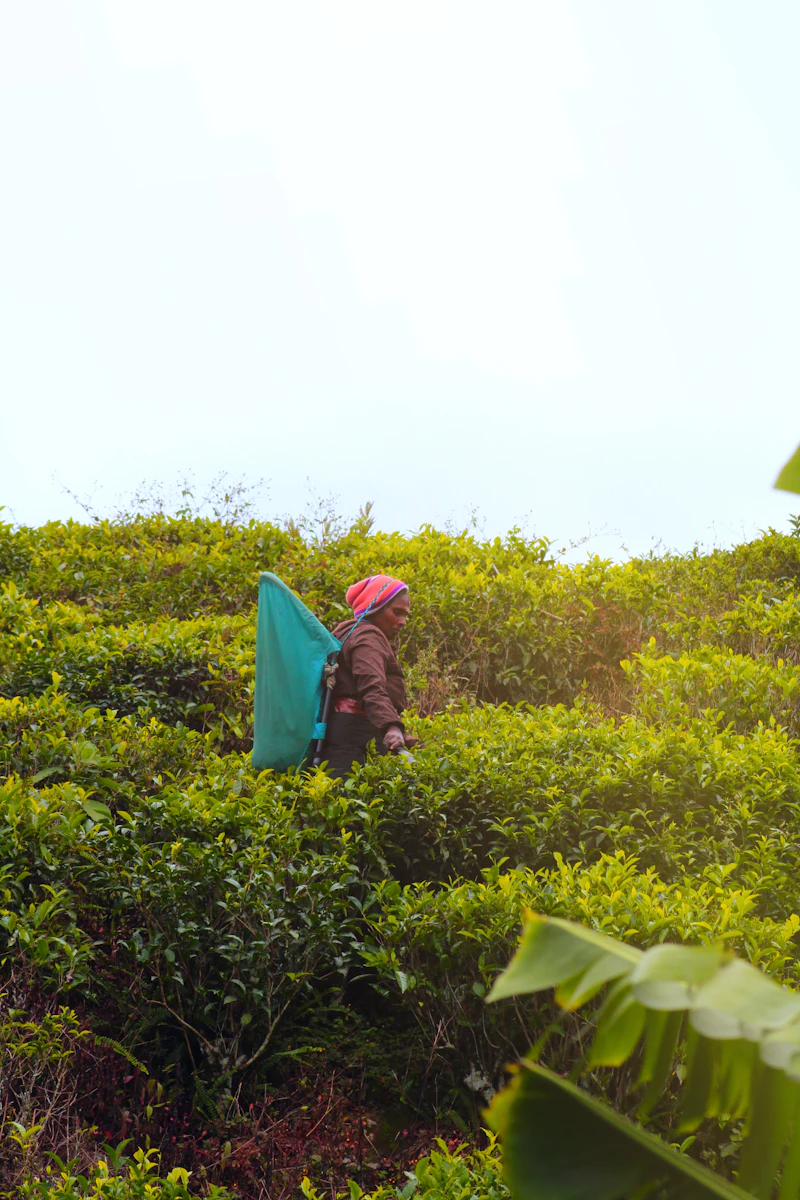 Tea Country Experience