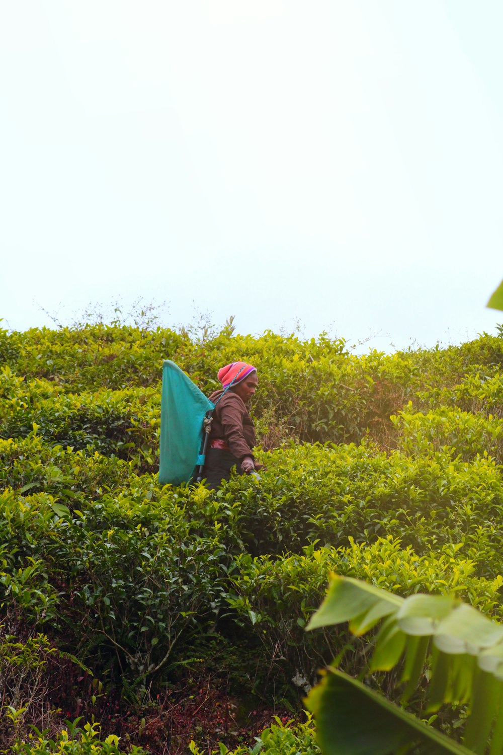 person walking on plant field