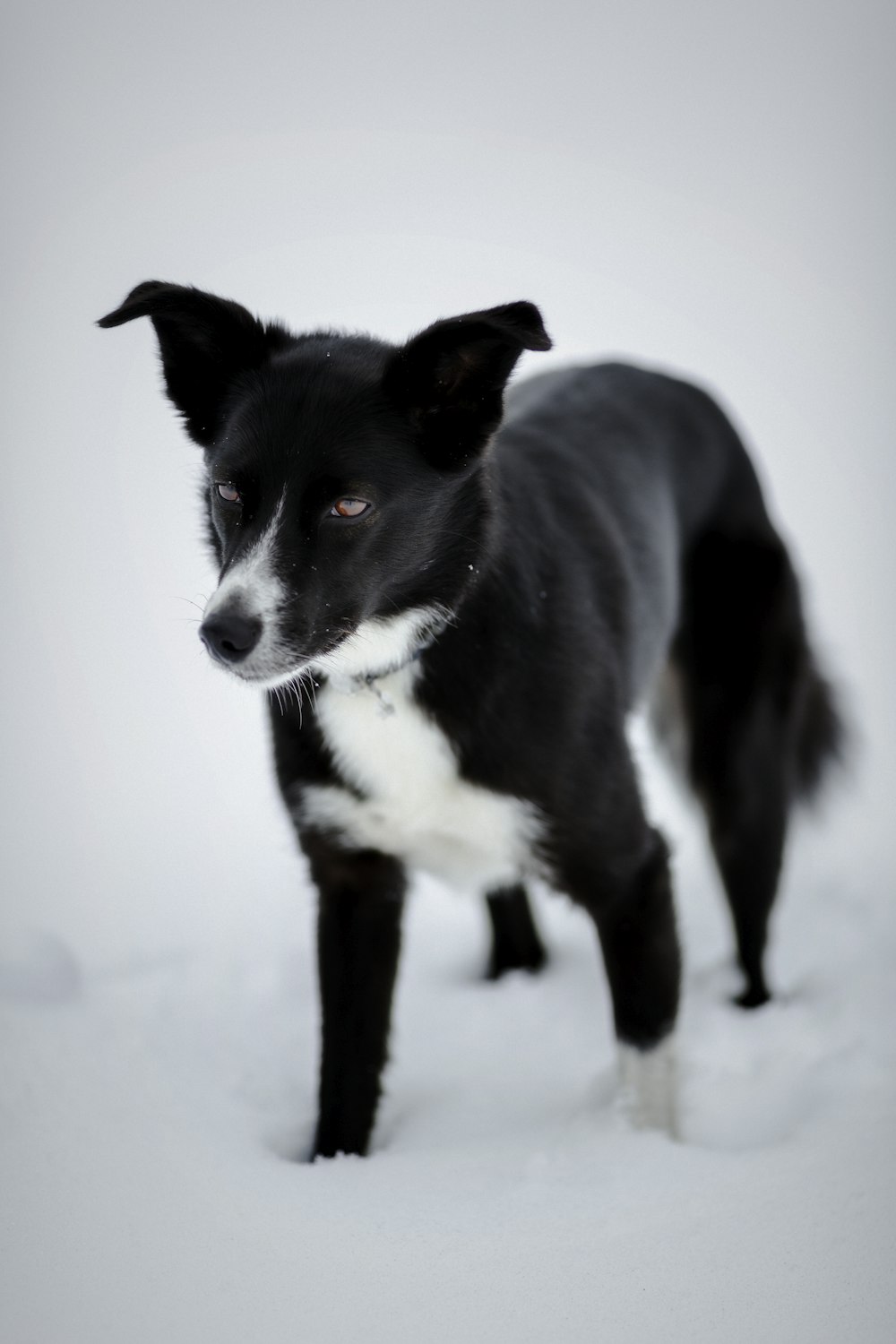 standing short-coated black and white dog