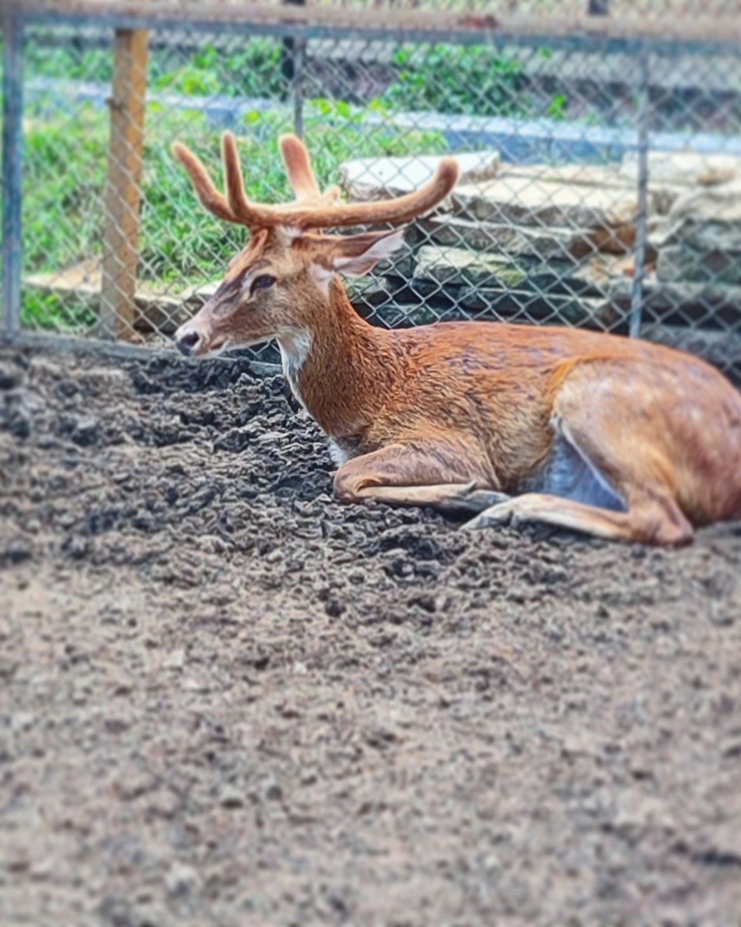 Wildlife photo spot Bannerghatta National Park Krishnagiri