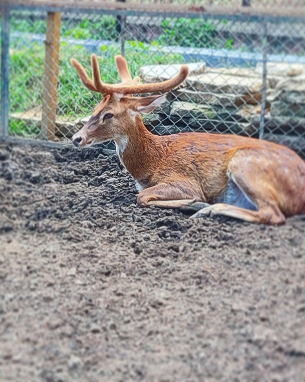 brown deer beside gray chain link fence