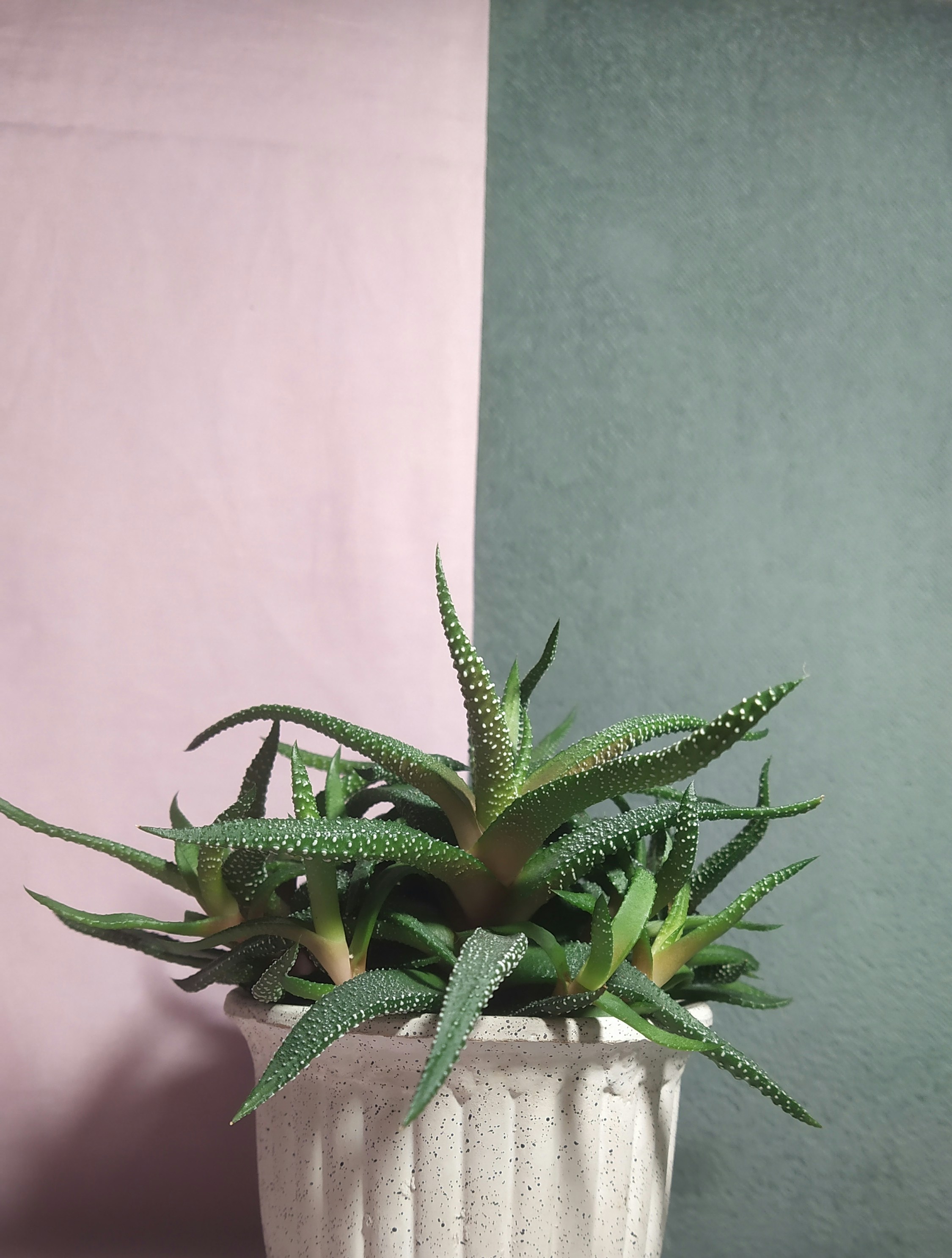 100 Aloe Vera Pictures Hd Download Free Images On Unsplash