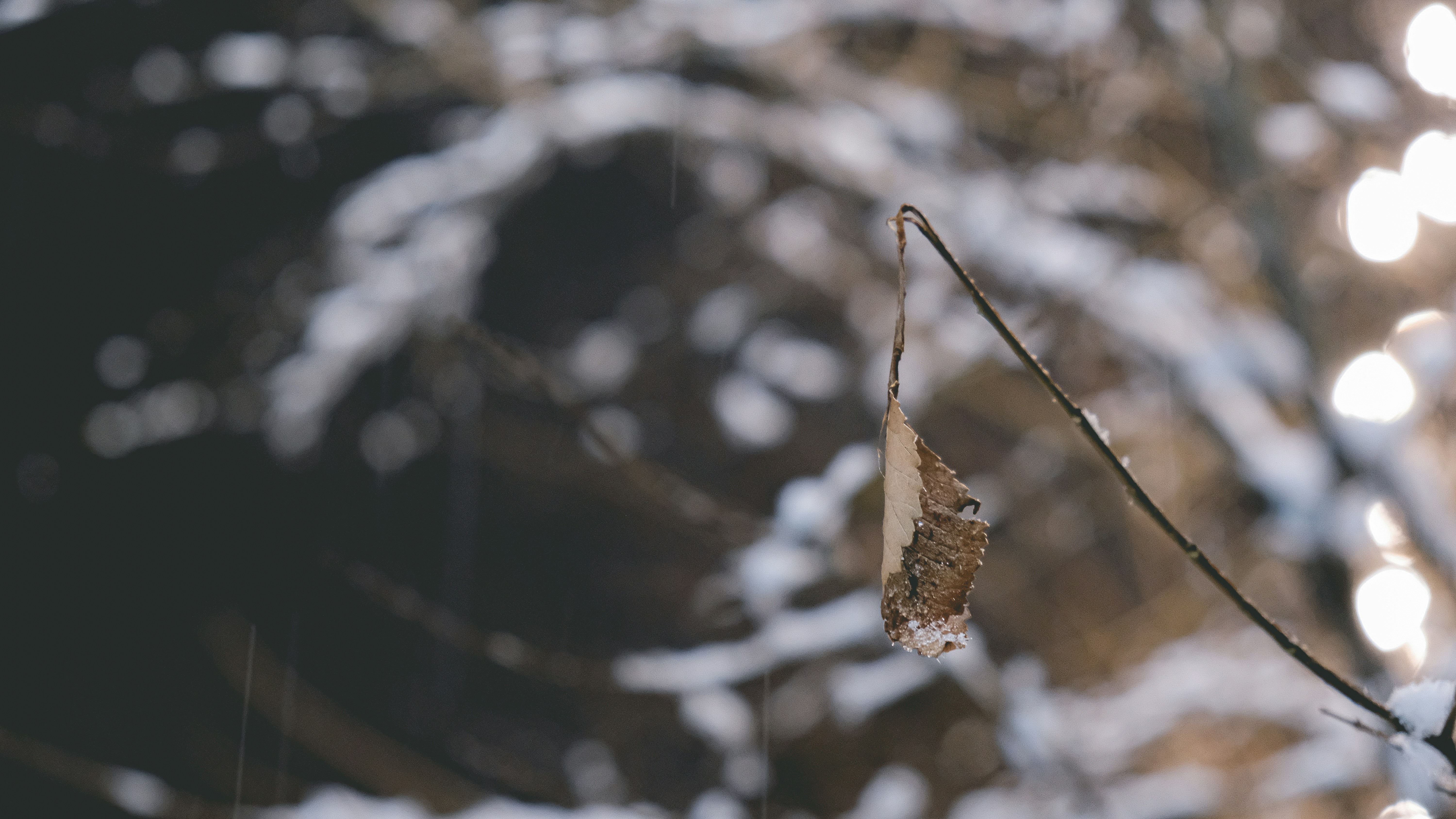 Photo by sumskoydmitry