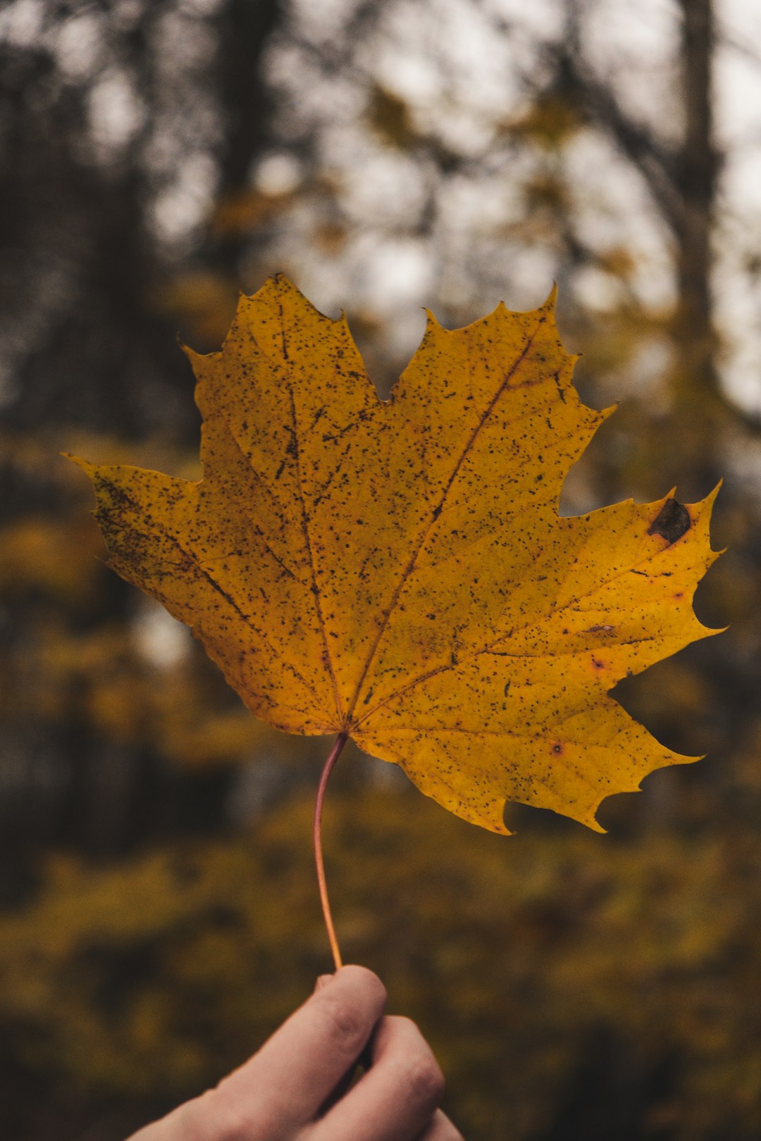 person holding maple leaf