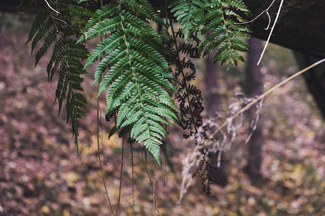 macro photography of green fern plant