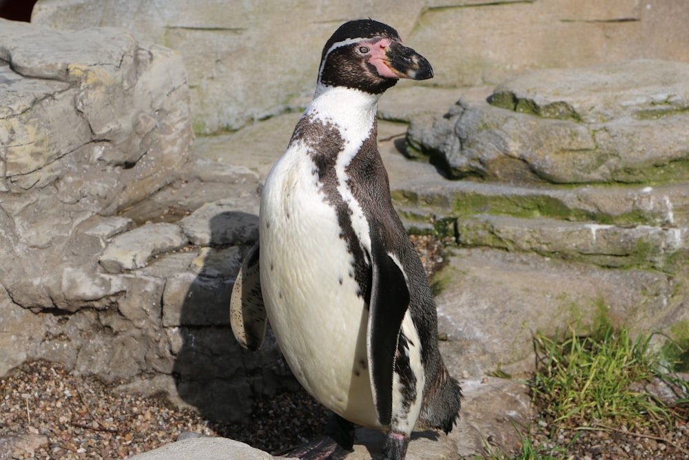 white and black penguin photograph