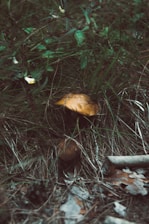 A wild mushroom with a brown cap is nestled among tall grasses and woodland foliage, surrounded by fallen leaves and twigs.