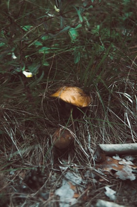 A wild mushroom with a brown cap is nestled among tall grasses and woodland foliage, surrounded by fallen leaves and twigs.