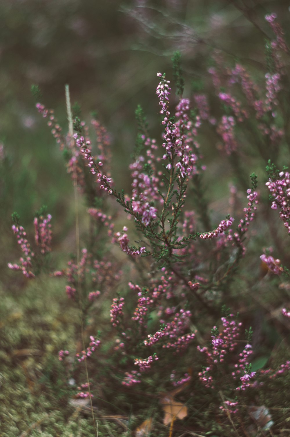 purple cluster flowers