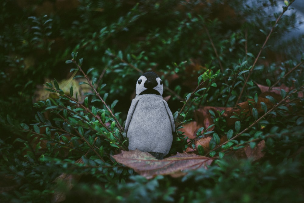 white and black penguin plush toy on plants