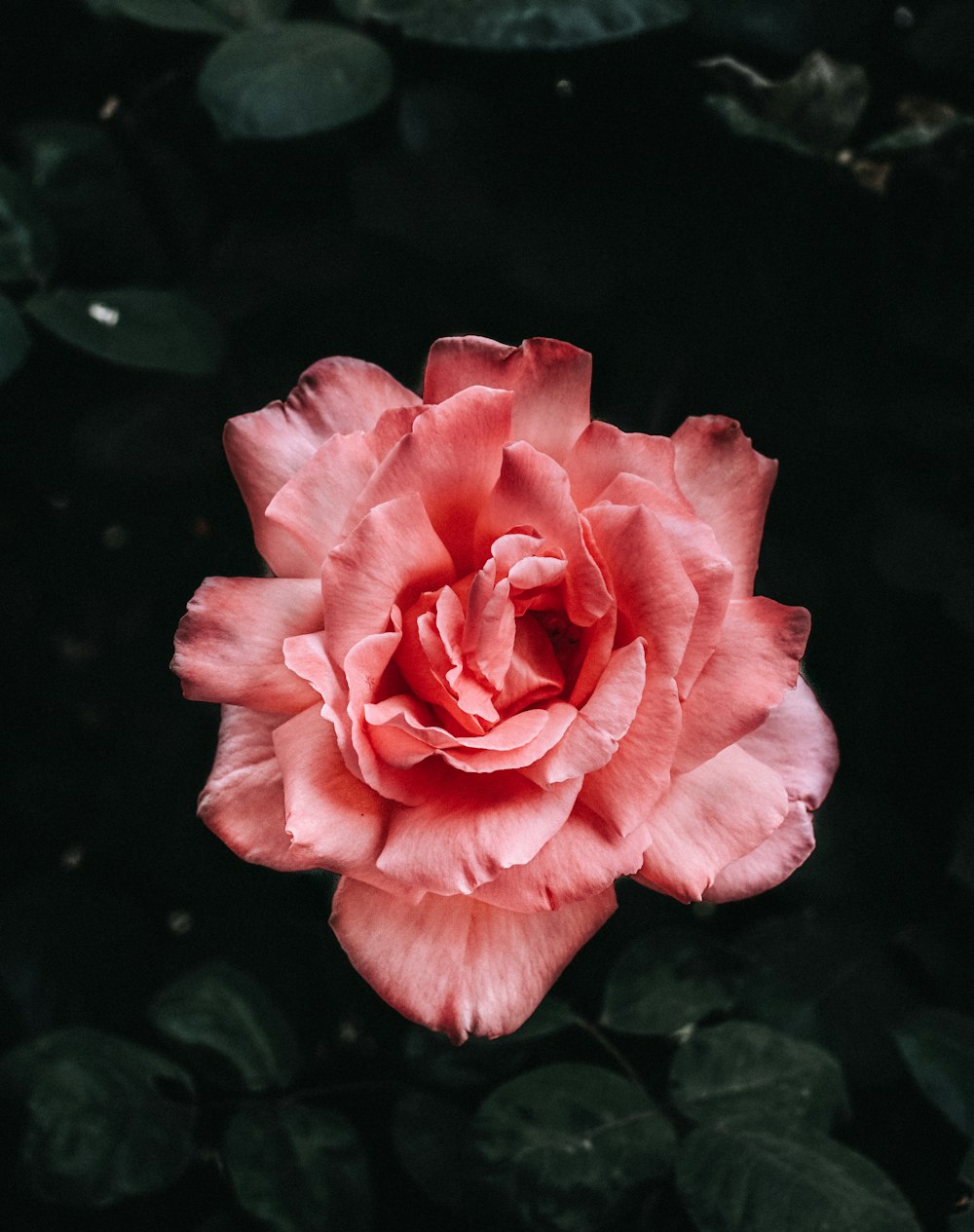 pink rose flowers on ater