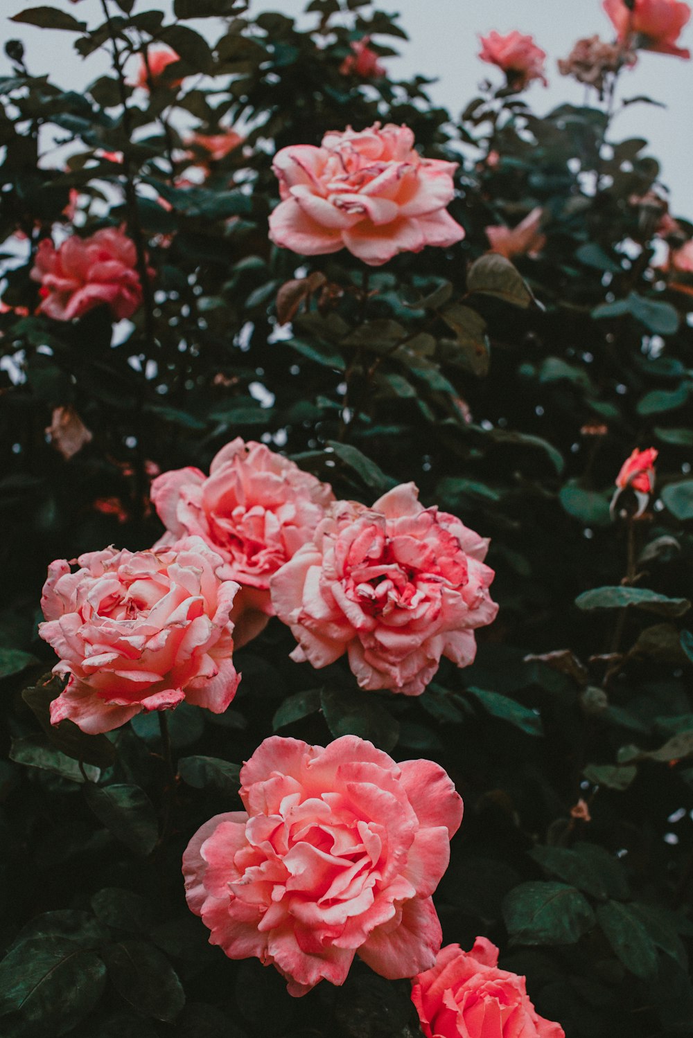 macro photography of pink rose flowers