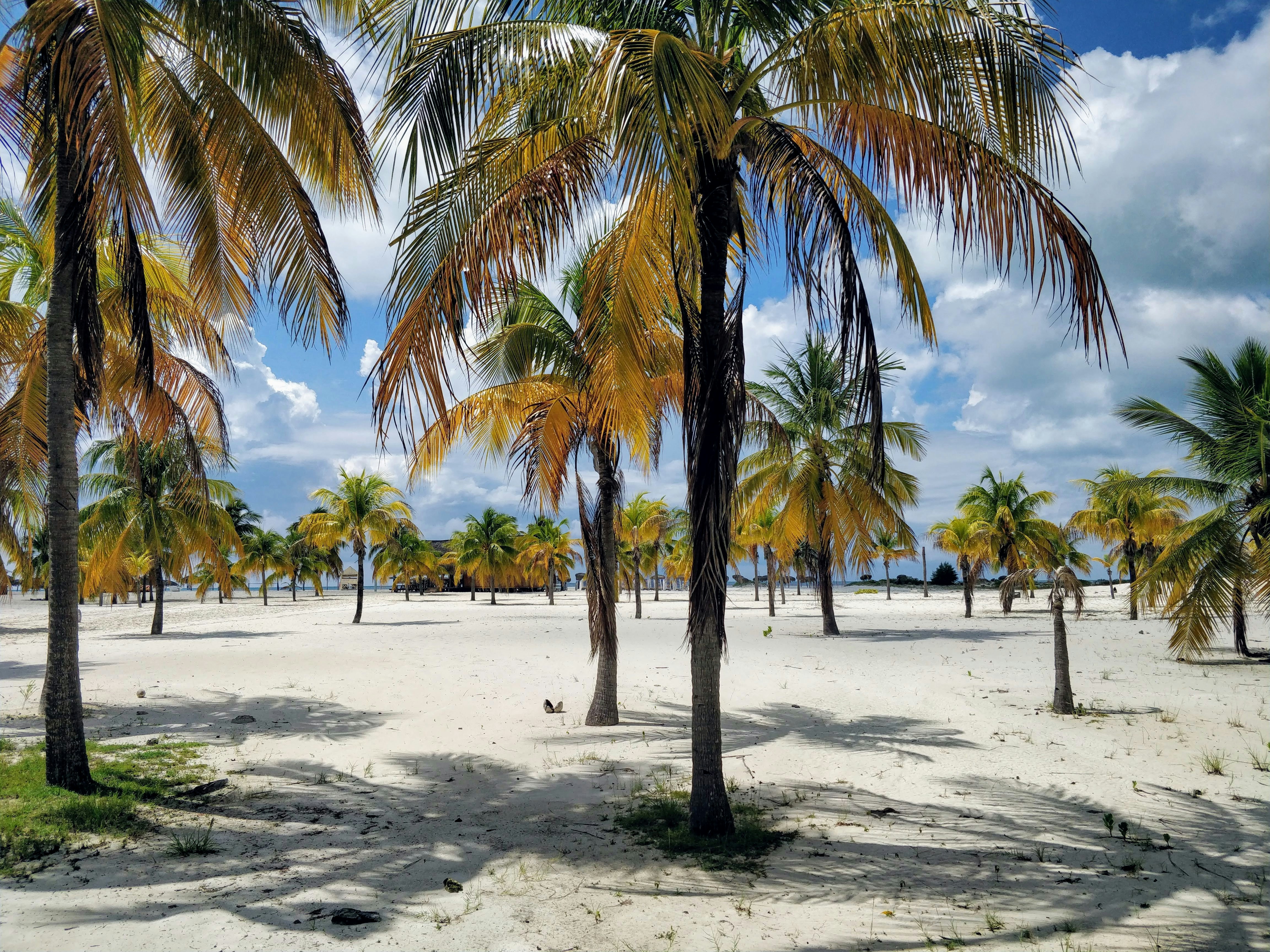 кокосовые пальмы