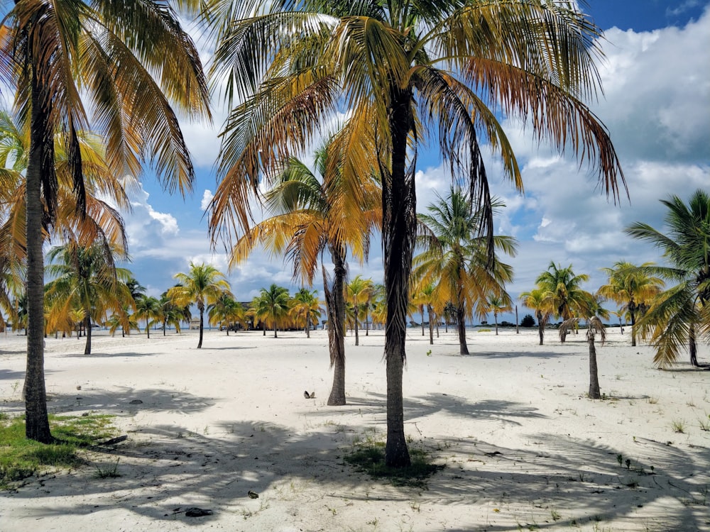 coconut trees