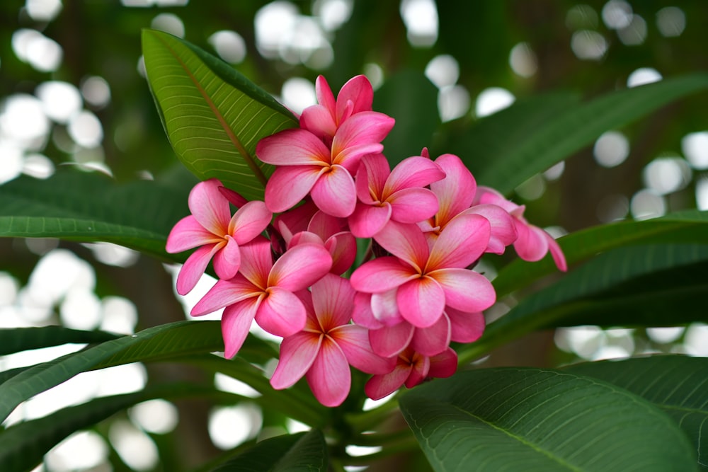 pink flowers