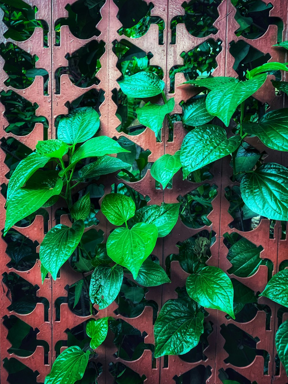 green-leafed plant