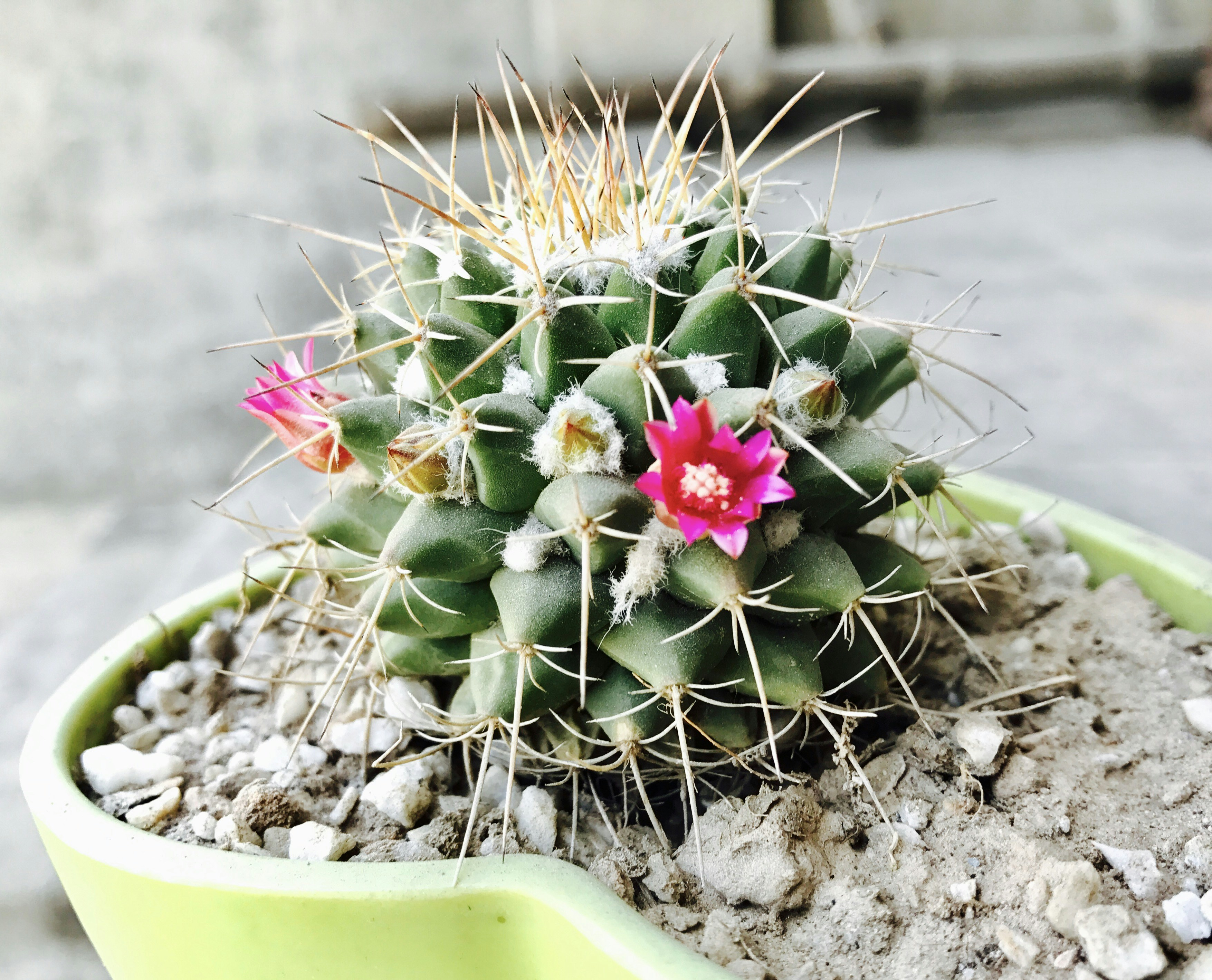 ピンクの花を持つ緑のサボテンの写真 Unsplashで見つける工場の無料写真