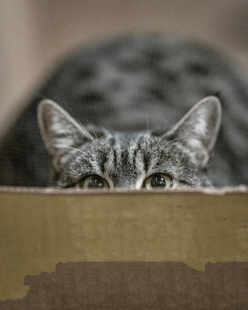 chat tigré argenté se cachant sur une boîte