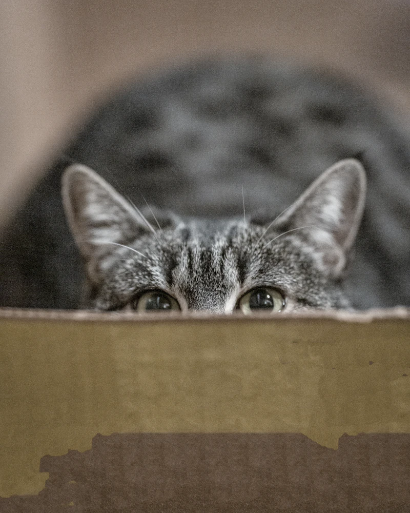 Kulit Buku Menyumbang Tabung Rawatan Kucing Sahabat